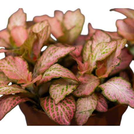 Fittonia Verschaffeltii 'Pink Special'