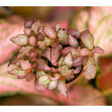 Fittonia verschaffeltii 'Pink Ruby Lime'