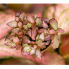 Fittonia Verschaffeltii 'Pink Special'