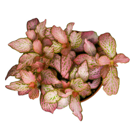 Fittonia Verschaffeltii 'Pink Special'