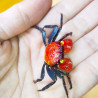 Caranguejo sp. Red Devil - Geosesarma hagen