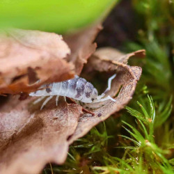 Isópodes Porcellio laevis - Dairy cow