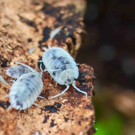 Isópodes Porcellio laevis - Dairy cow