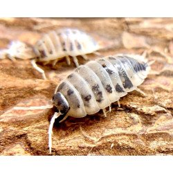 Isópodes Porcellio laevis - Dairy cow