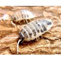 Isópodes Porcellio laevis - Dairy cow