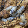 Isópodes Porcellio laevis - Dairy cow