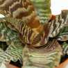 Cryptanthus Zonatus var. Zebrinus