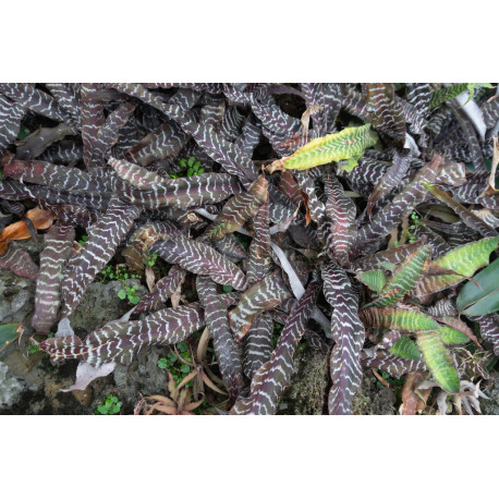 Cryptanthus Zonatus var. Zebrinus