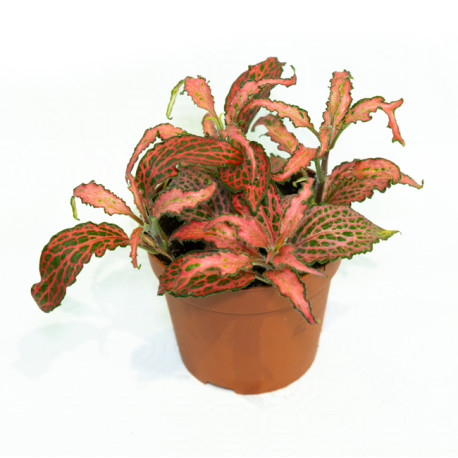 Fittonia verschaffeltii 'Forest Flame'