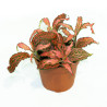 Fittonia verschaffeltii 'Forest Flame'