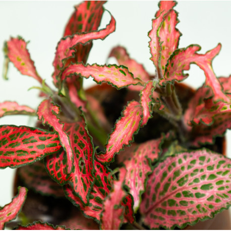 Fittonia verschaffeltii 'Forest Flame'