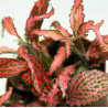 Fittonia verschaffeltii 'Forest Flame'