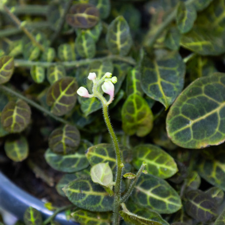 Solanum Evolvulifolium