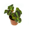 Begonia cleopatrae