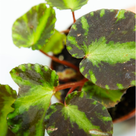 Begonia cleopatrae