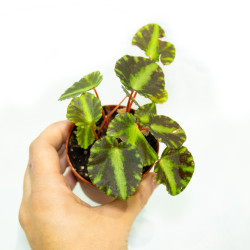 Begonia cleopatrae