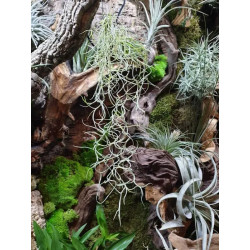 Tillandsia usneoides - Barba de velho