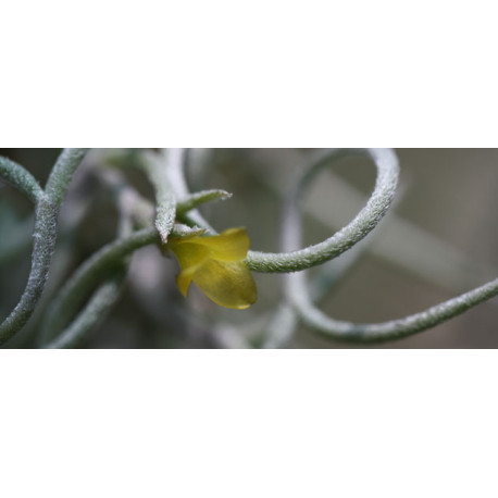 Tillandsia usneoides - Barba de velho