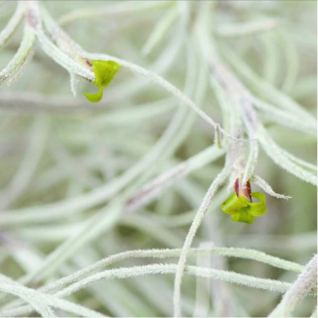 Tillandsia usneoides - Barba de velho