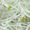 Tillandsia usneoides - Barba de velho