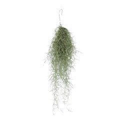 Tillandsia usneoides - Barba de velho