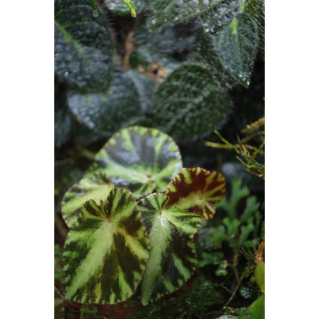 Begonia cleopatrae