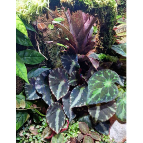 Begonia cleopatrae