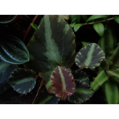 Begonia cleopatrae