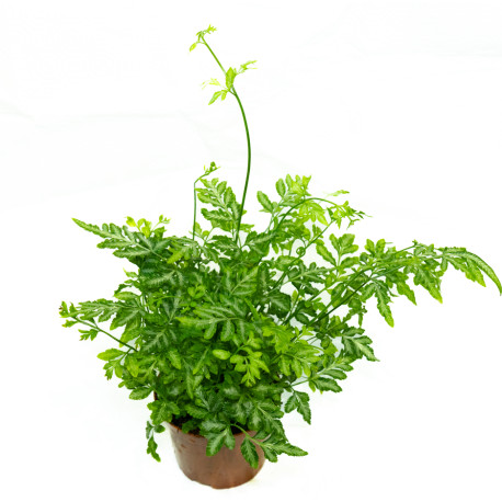 Pteris ensiformis evergemiensis