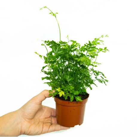 Pteris ensiformis evergemiensis
