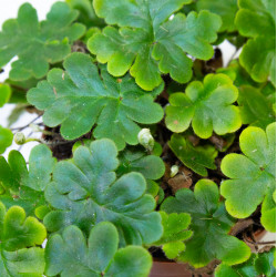 Doryopteris cordifolia