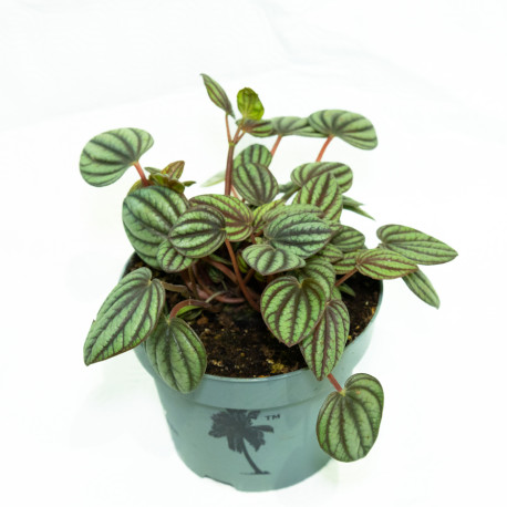 Peperomia albovittata 'Piccolo banda'