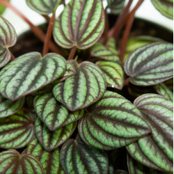 Peperomia albovittata 'Piccolo banda'