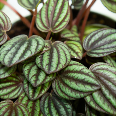 Peperomia albovittata 'Piccolo banda'