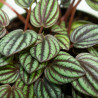 Peperomia albovittata 'Piccolo banda'