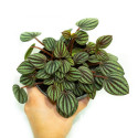 Peperomia albovittata 'Piccolo banda'