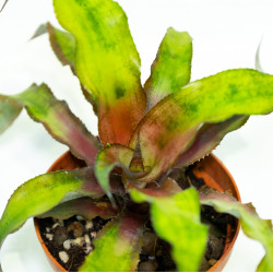 Cryptanthus bivittatus 'Strawberry Flambe'