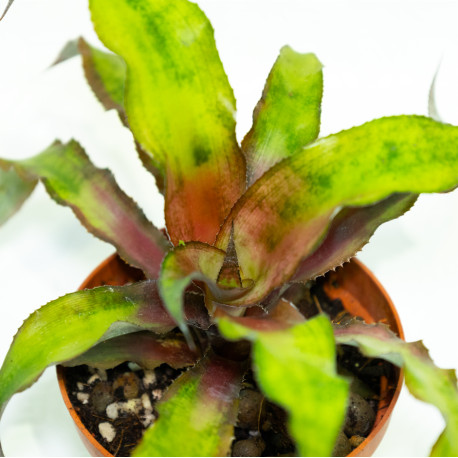 Cryptanthus bivittatus 'Strawberry Flambe'