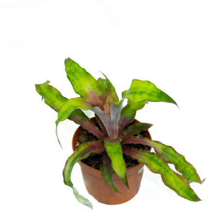 Cryptanthus bivittatus 'Strawberry Flambe'