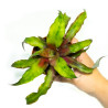 Cryptanthus bivittatus 'Strawberry Flambe'