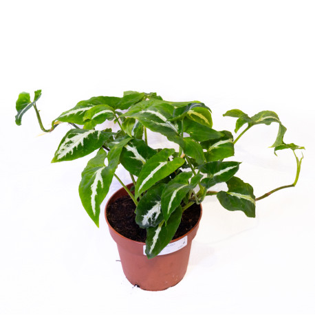 Syngonium wendlandii