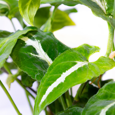 Syngonium wendlandii