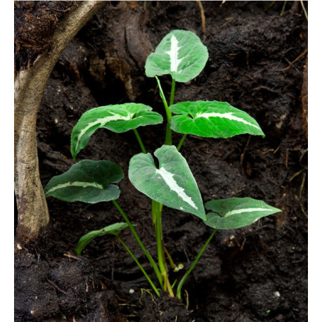 Syngonium wendlandii