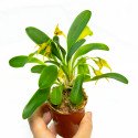 Masdevallia garciae