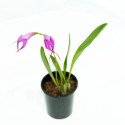 Masdevallia sephi orion