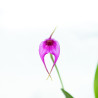 Masdevallia sephi orion