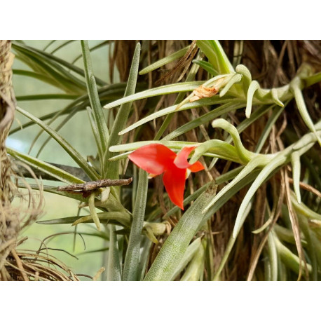 Tillandsia albertiana