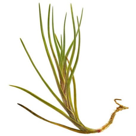 Tillandsia albertiana