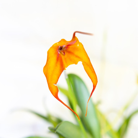 Masdevallia davisii