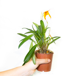 Masdevallia davisii